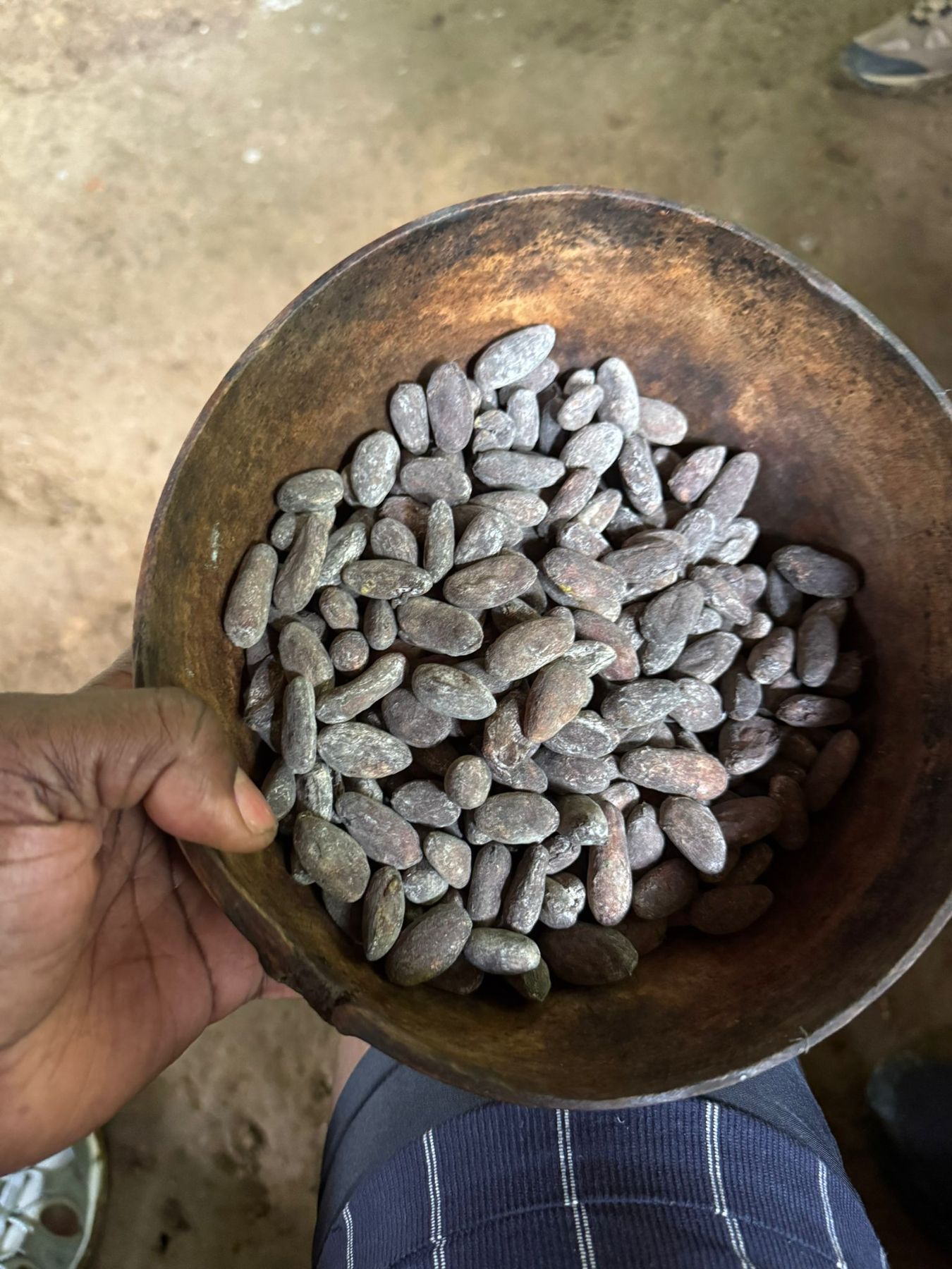 A wooden bowl of dried cacao beans